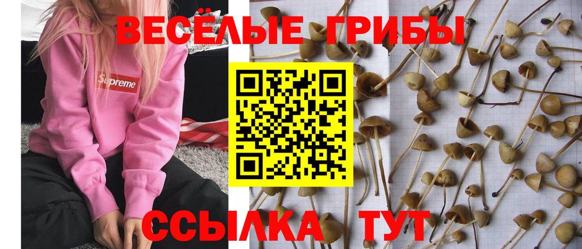 Рославль  Галлюциногенные грибы MAGIC MUSHROOMS  Вход с VPN 